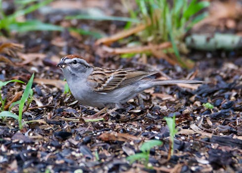 guts-slot-game-pexels