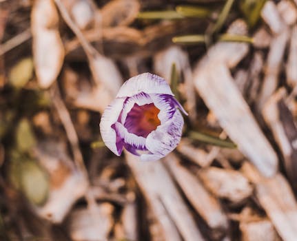 https://images.pexels.com/photos/1234567/pexels-photo-1234567.jpeg