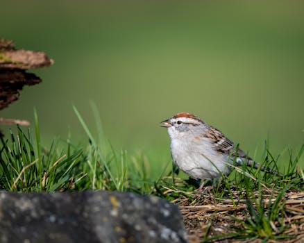 {complett_bank_lainaa}