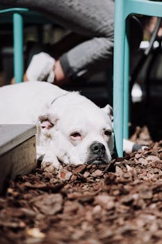 used_cars_finnish_market